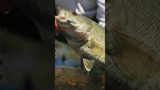 A beautiful Tennessee smallmouth specimen [upl. by Hniht]