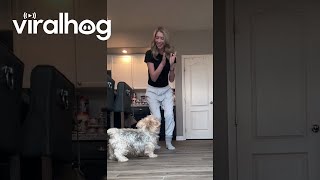 Dog Celebrates After Getting Fake Injection  ViralHog [upl. by Jentoft]