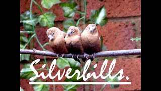 Silverbills [upl. by Khalil]