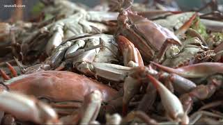 Md crab industry hurt by Trumps visa policy change [upl. by Glynnis]