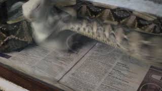 The Awesome Speed Of The Gaboon Viper [upl. by Hole449]