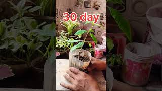 allamanda plant cuttings grow  allamanda flower plant care  allamanda plant care in hindi [upl. by Nerta212]