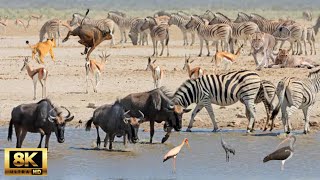 8K African Wildlife Kalahari Gemsbok National Park  Natures epic safari destination in Africa [upl. by Alysia850]