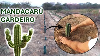 Plantei Mais Uma Linha de MandacarÃº Sem Espinhos o Cardeiro Forrageiro no Rancho Ep85 [upl. by Ffirahs]