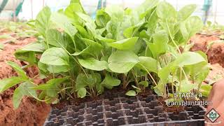 Cultivation  Life Cycle of Capsicum [upl. by Aimek]