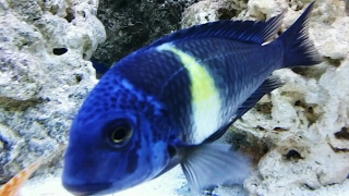 Tropheus duboisi african cichlid close up HD [upl. by Hnah]