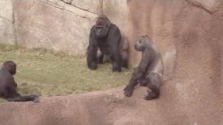 Gorillas at the LA ZOO watch the whole video [upl. by Naraa]