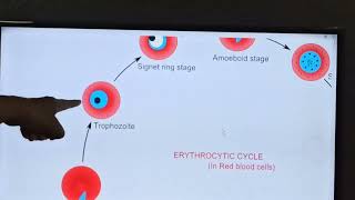 232 Plasmodium vivaxHuman Phasevideo2 ERYTHROCYTIC SCHIZOGONY [upl. by Bonilla]