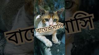 Tigers Aunt বাঘেরমাসি বিড়াল [upl. by Adnorahs]