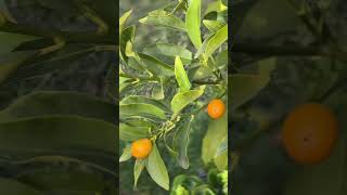 Kumquat Tree Care for Beginners kumquat citrustree zone9garden [upl. by Ariaz471]