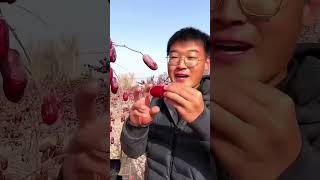 giant jujube fruit naturallifeb satisfying [upl. by Merta594]