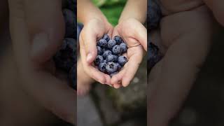 ¿Sabías que El Arándano Cuenta con un Alto Poder Antioxidante arándanos antioxidante [upl. by Yddub]