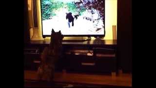 CAIRN TERRIER BOBBY amp CESAR MILLAN [upl. by Sudaorb291]