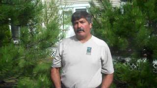 How to Fertilize Evergreen Trees [upl. by Maggie]