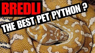 Centralian Carpet Python Care [upl. by Hescock]