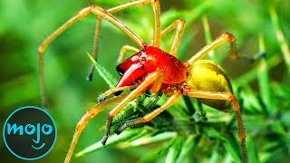 Top 10 Most Venomous Spiders On Earth [upl. by Malcolm]