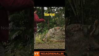 giant toad attack movieclips shortvideo [upl. by Aillil124]