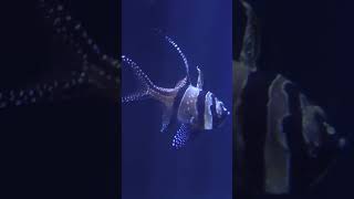 Banggai Cardinalfish cardinalfish fish learn aquaticlife dallasaquarium [upl. by Thecla]