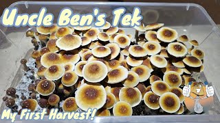 Uncle Bens Tek Inexpensive Way to Grow Mushrooms My First Harvest [upl. by Anayhd]