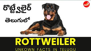 Rottweiler Dog Facts తెలుగులో [upl. by Illyes386]