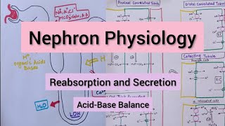 Nephron Transport Physiology  Reabsorption amp Secretion [upl. by Seavey151]