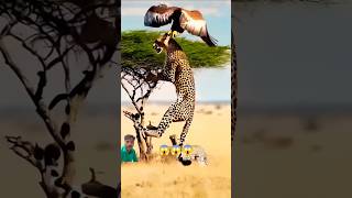 Cheetah vs eagle 💪Eagle power 😱 eagle birds cheetah shorts shivannyashorts [upl. by Meill]