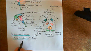 Parkinsons Disease and Antiparkinson Drugs Part 5 [upl. by Boswall]