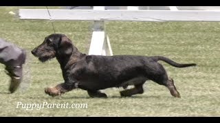 Wirehaired Dachshund Dog Show [upl. by Ainaznat]