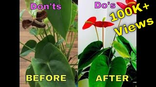 Saving Anthurium Plant  Dos Donts  Care For Anthurium  Indoor Flowering Plant  Bubble of Green [upl. by Nylarej]