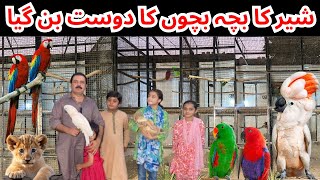 Visited at Malik Waqas Birds Breeding farm in PakistanMacawCockatooYellow RingneckRawLion [upl. by Rafaj]