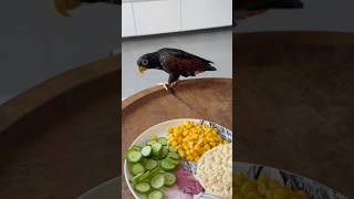 Adorable Baby Parrot Pionus Steals my Food [upl. by Donavon140]