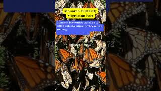 Monarch Butterfly Migration Fact shortsfeed truefacts truefactstoday butterfly AnimalFacts [upl. by Ecertap]