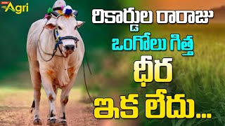 Dheera The Powerful Bull  రికార్డుల రారాజు ఒంగోలు గిత్త ధీర ఇక లేదు DVR Memorial Dheera Tone Agri [upl. by Priebe76]