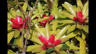 Bromeliads TILANDSIA AECHMEAGUZMANIANEOREGELIA [upl. by Bivins]