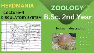 Circulatory System of Herdmania  BSc 2nd Year Zoology  Notes in Description  BIOLOGY [upl. by Llohcin]