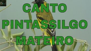 O Melhor canto pintassilgo mateiro pra encarte de filhotes [upl. by Gena]