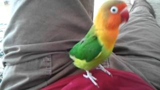 Cute lovebird loved to beatbox [upl. by Adaj52]