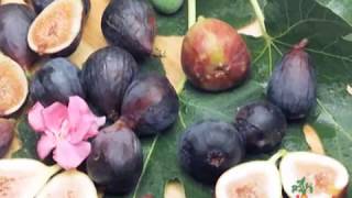 Escape the Ordinary Discover 3 Ways to Prepare Figs [upl. by Giarg]