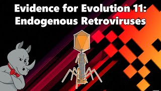 Evidence for Evolution  Endogenous Retroviruses [upl. by Souza27]