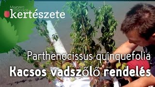 Vadszőlő rendelés  Parthenocissus quinquefolia  Kacsos vadszőlő [upl. by Yanaj]