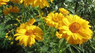 Heliopsis scabra [upl. by Ilsel]