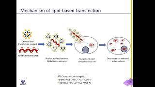 Lipid Transfection Explained [upl. by Onileba]