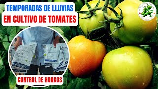 Control De Hongos Invernaderos En Temporadas De Lluvias  CULTIVO DE TOMATES [upl. by Eniamret]