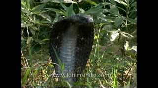 Cobra  the deadliest snake in India [upl. by Jonathon]