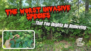 The Worst Invasive Species in the Midwest You Oughta Be Killing [upl. by Senilec]