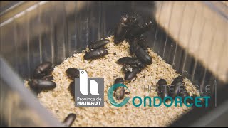 𝗕𝘂𝗴𝘀 𝗶𝗻 𝗺𝘂𝗴𝘀 🦗 Manger des insectes pour sauver la planète  🧐 [upl. by Adelind]