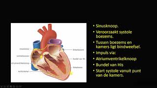 werking van het hart [upl. by Oriole]