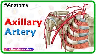 Axillary artery Anatomy Animation Course﻿ Branches ﻿Relations and Clinical anatomy  Usmle review [upl. by Ayram]