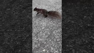 Black squirrel in Central Park New York City nyc newyork [upl. by Ibmat]