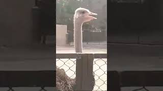 Big Ostrich 2024 lahorezoo asadbutthighlights viral foryou share subscribe ostrich bird [upl. by Ilenay957]